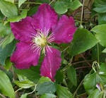 Clematis Niobe. Large flowered and early clematis